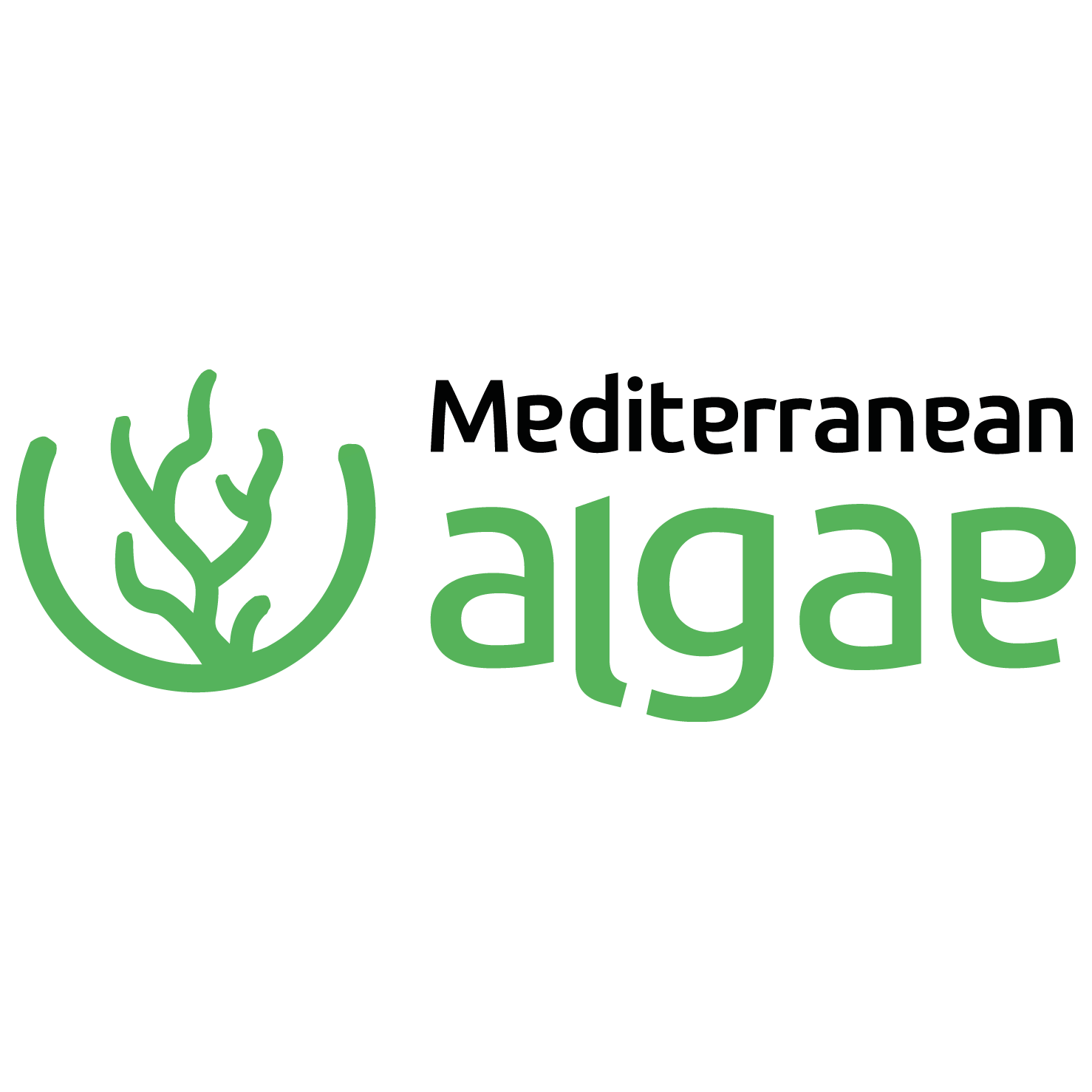 Mediterranean algae